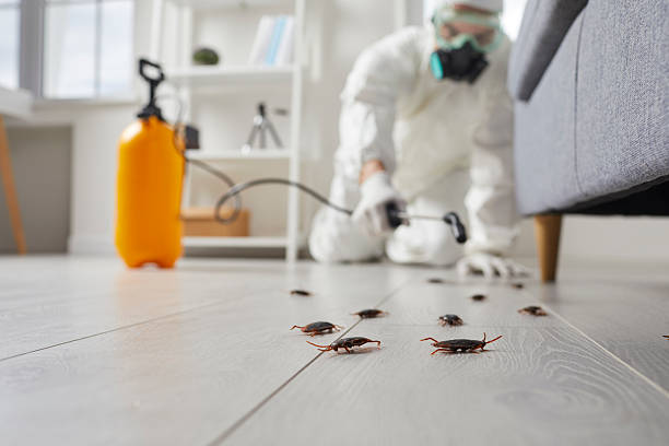Post-Treatment Bed Bug Interceptor Monitoring in Long Valley